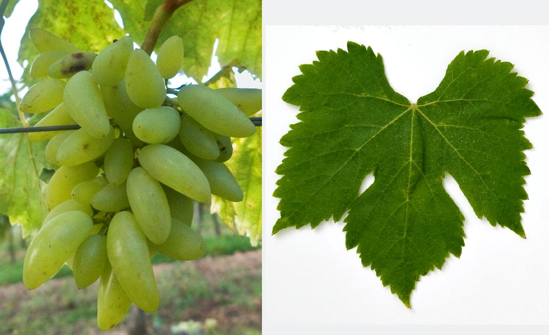 Cornichon Blanc - Weintraube und Blatt