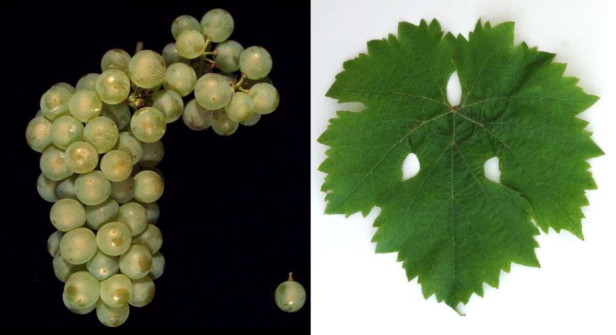 Aromriesling - Weintraube und Blatt