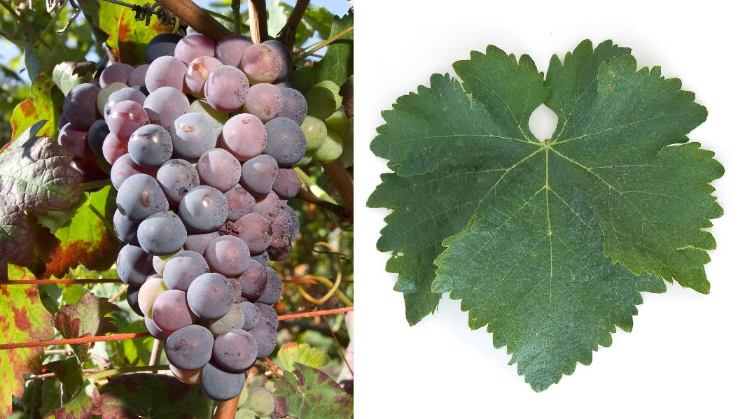 Mandilaria - Weintraube und Blatt