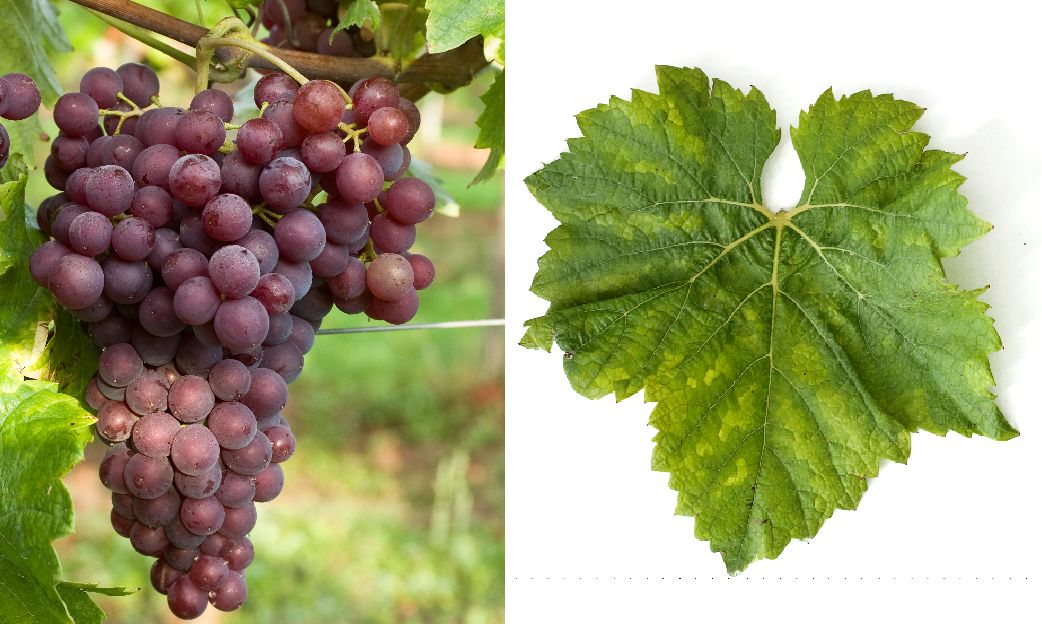 Ganita - Weintraube und Blatt