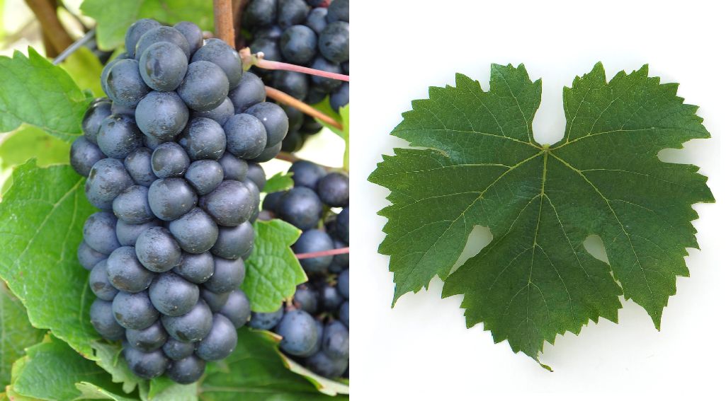 Pinot Salomon - Weintraube und Blatt