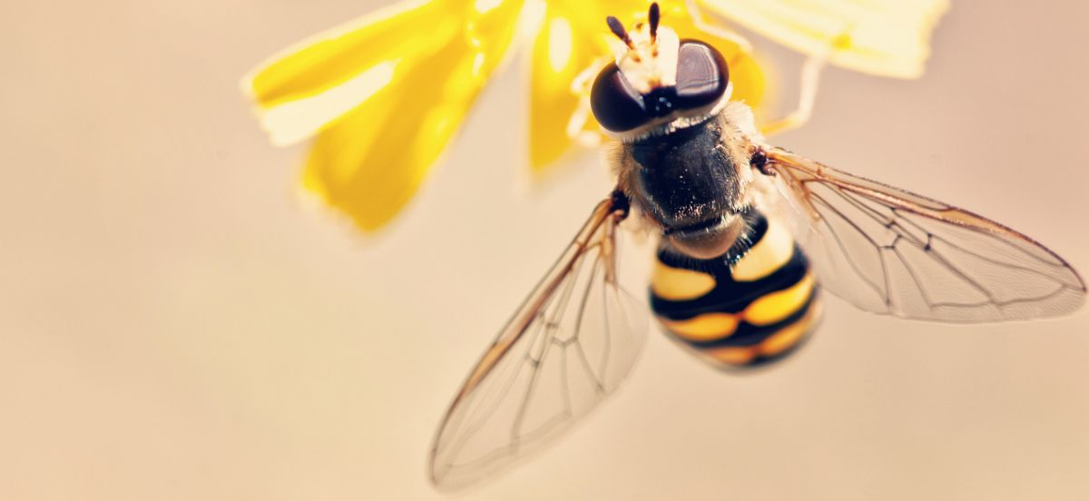 Bienenflügel - fliegende Biene