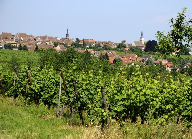 Alsace Grand Cru - Lage Zotzenberg