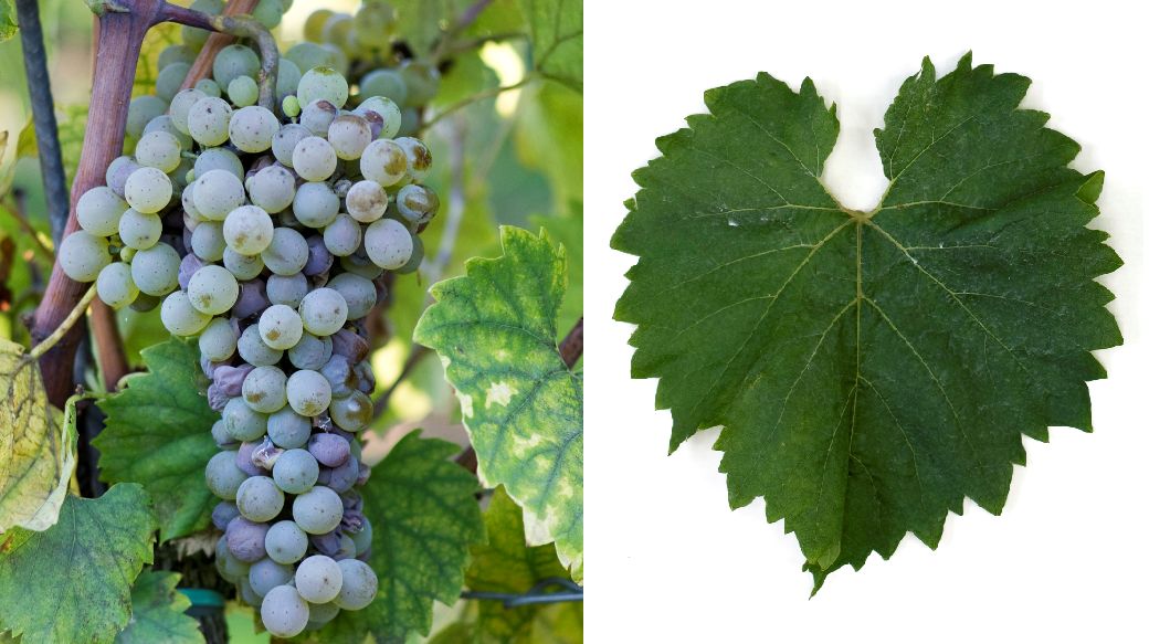 Riesling Magaracha - Weintraube und Blatt