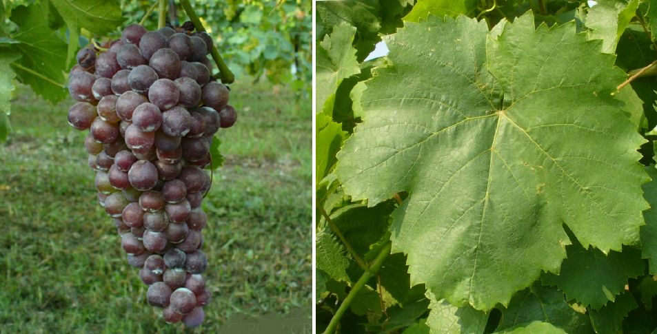 Caloria - Weintraube und Blatt