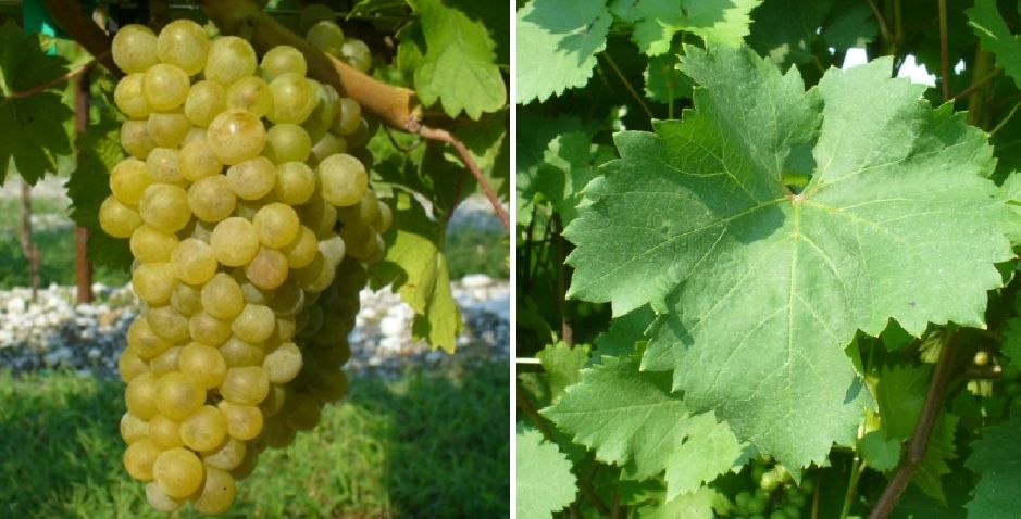 Sauvignon Nepis - Weintraube und Blatt