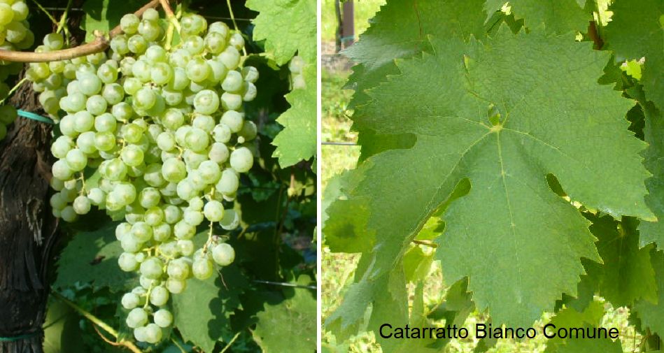 Catarratto Bianco Comune - Weintraube und Blatt