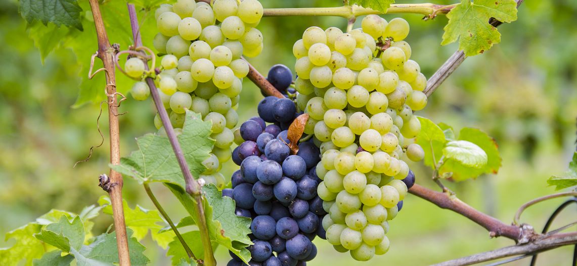 Gemischter Satz - verschiedene weiße und rote Weintrauben gemischt im Weingarten