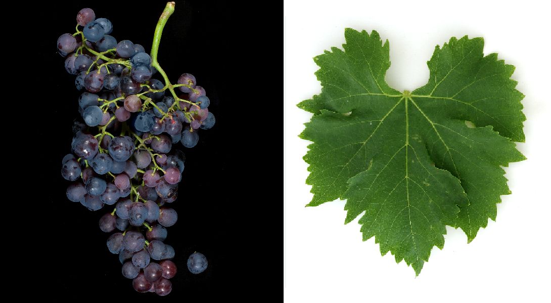 Cereza - Weintraube und Blatt