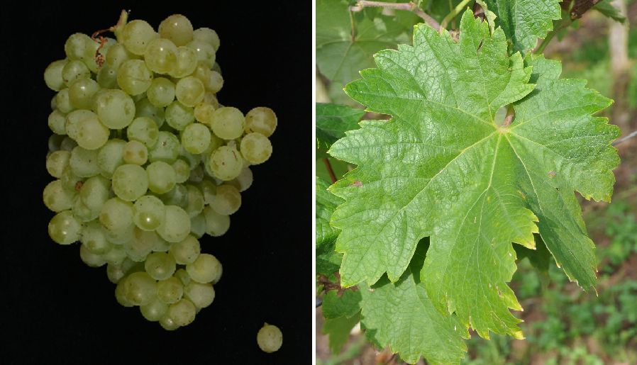 Verjus (Prunesta) - Weintraube und Blatt