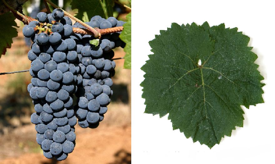 Calandro - Weintraube und Blatt