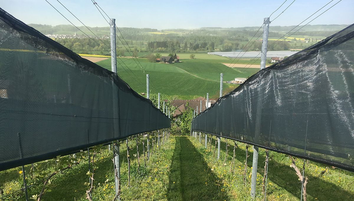 Insekten - Schutznetz im Weingarten