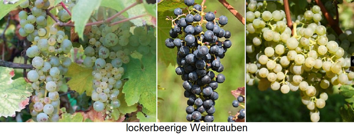 lockerbeerige Weintrauben