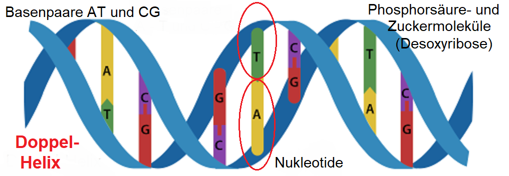 DNA - Doppel-Helix