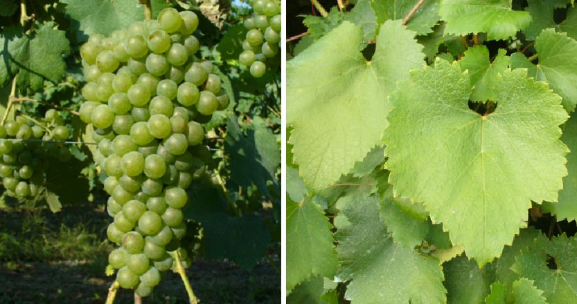 Verdese - Weintraube und Blatt