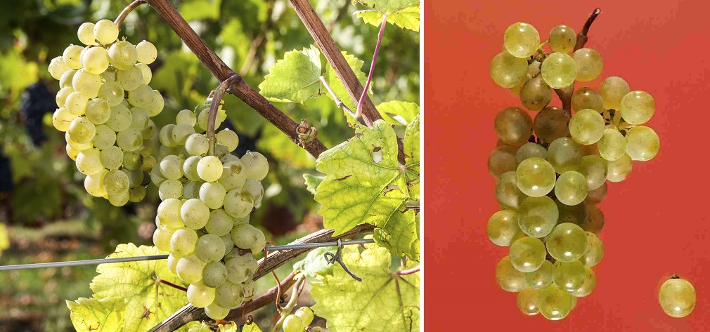 Aligoté Vert - Weintrauben am Rebstock und Weintraube vor rotem Hintergrund
