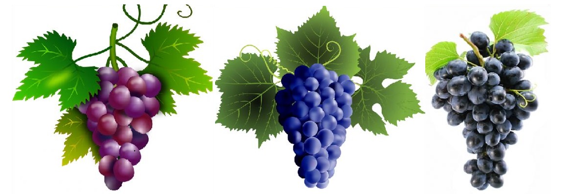 Anthocyane - 3 Weintrauben in rot, blau und schwarz