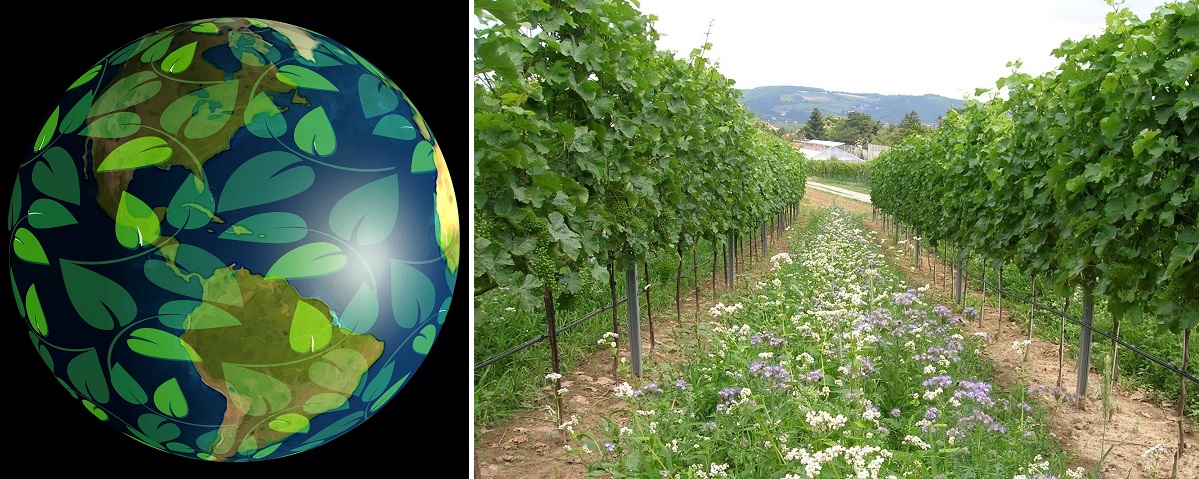 Biologischer Weinbau - Erdkugel mit Blättern und Begrünung im Weinberg