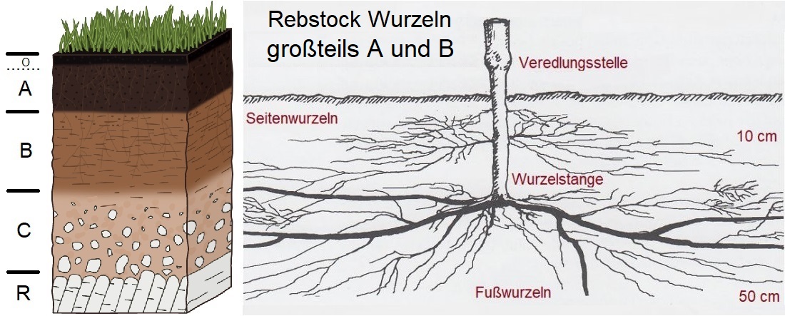 Bodentyp - Bodenhorizonte und Rebstock-Wurzelbereich