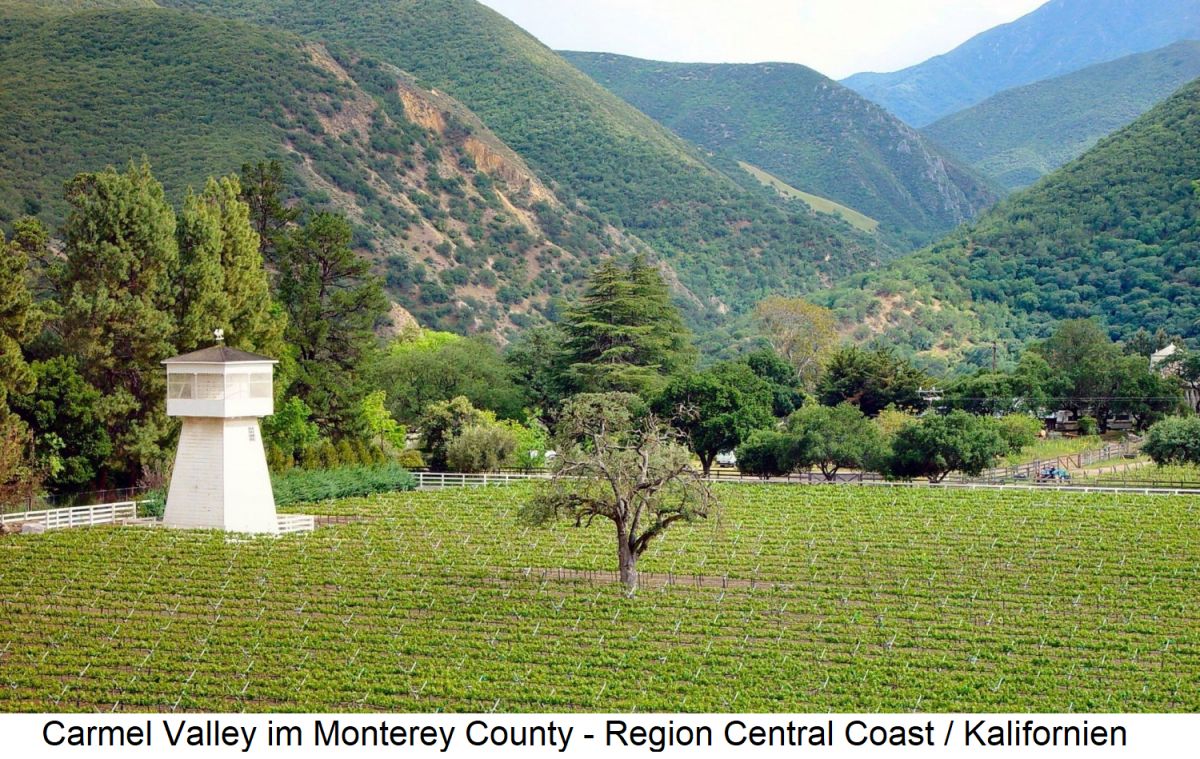 Carmel Valley - Weingärten