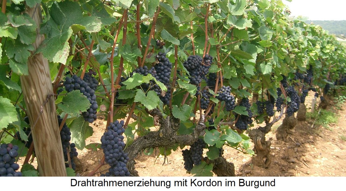 Drahtrahmen - Burgund