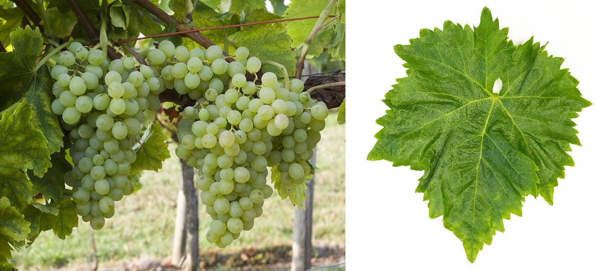 Emerald Seedless - Weintrauben und Blatt 