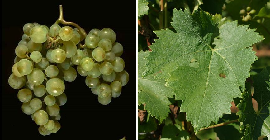 Findling (Bouvier) - Weintraube und Blatt