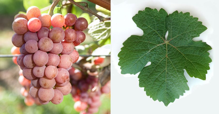 Gewürztraminer - Weintraube und Blatt