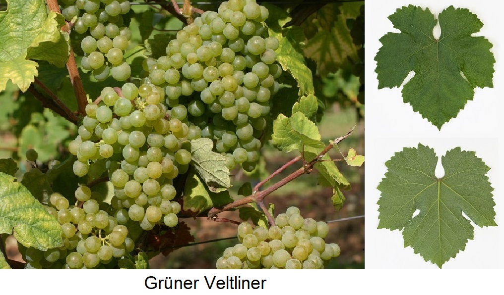 Grüpner Veltliner - Trauben und Blätter