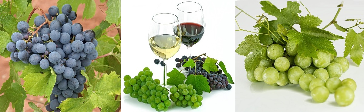 Rebsorte - Weintraube blau, Weingläser mit Trauben, Weintraube weiß