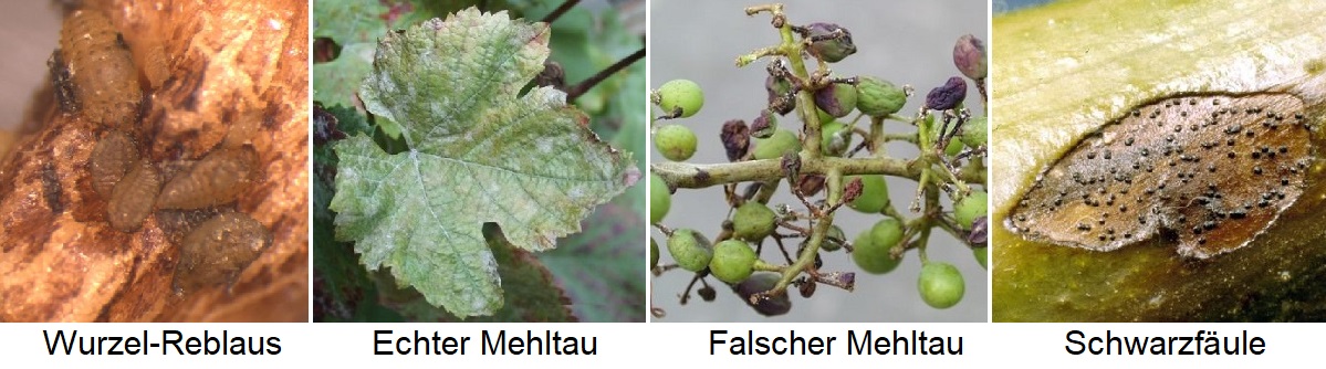 Rebstock-Feinde - Reblaus, Echter Mehltau, Falscher Mehltau, Schwarzfäule