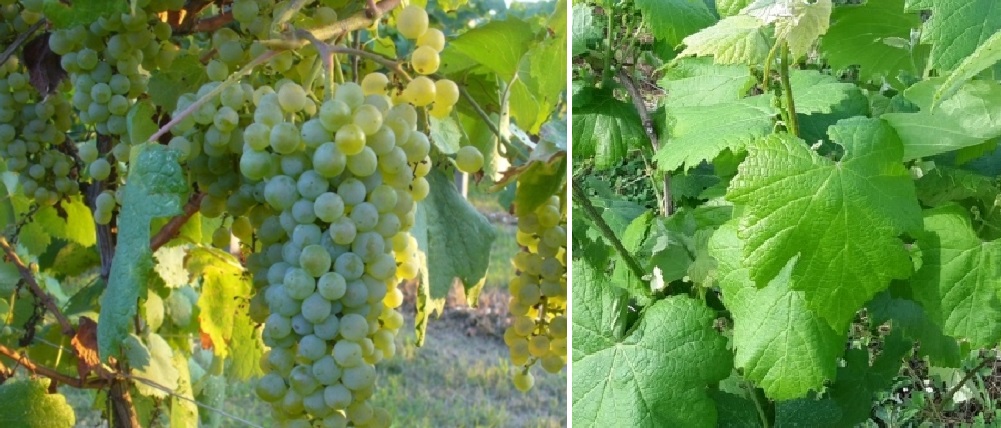 Trebbianina - Weintraube und Blatt