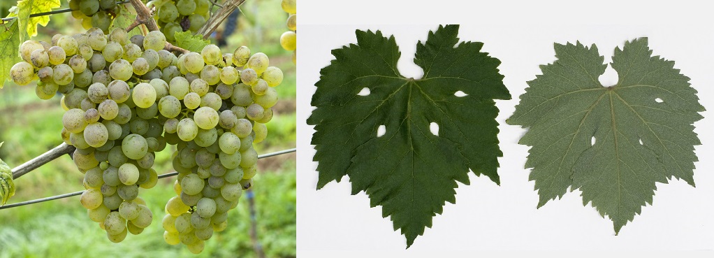 Visparola - Weintraube und Blatt