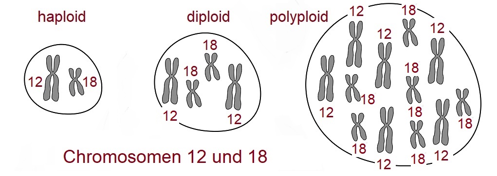 diploid - Graphik